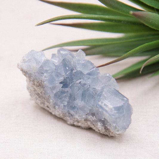 Celestine Geodes - Small - Brazilian Collection